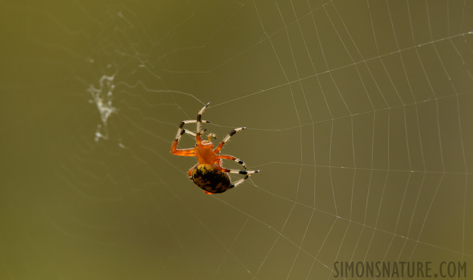 Araneus marmoreus [380 mm, 1/400 Sek. bei f / 7.1, ISO 1600]